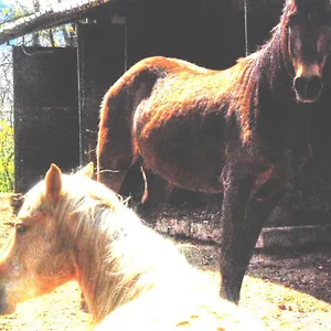  Vakantieboerderij Cascina Del Sole